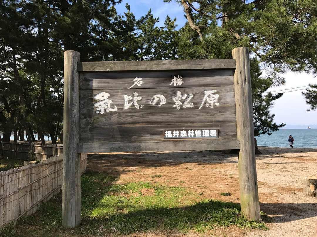 Kehi no Matsubara景点图片