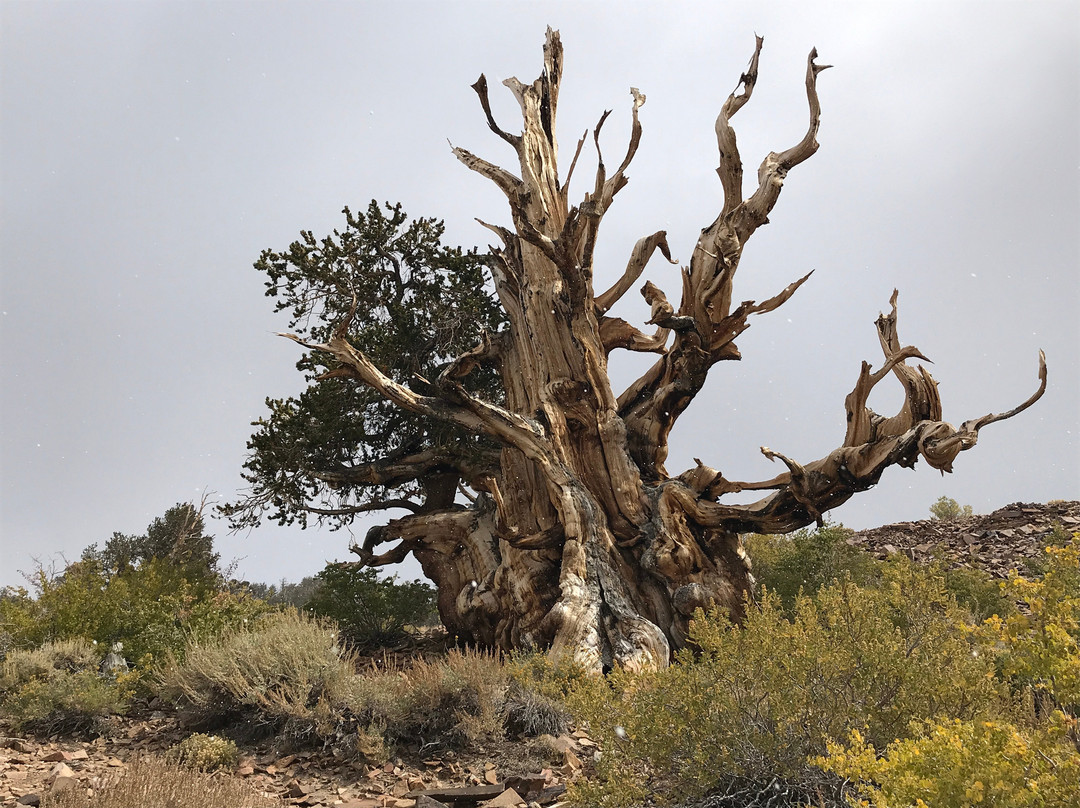 Starlight Motel主图