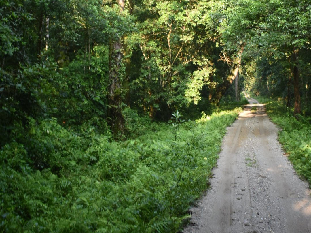 Gorumara National Park景点图片