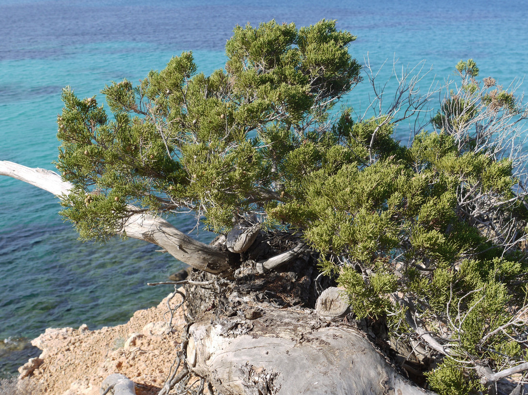 Cala S'Illot des Rencli景点图片