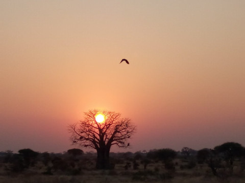 null-鲁阿哈国家公园