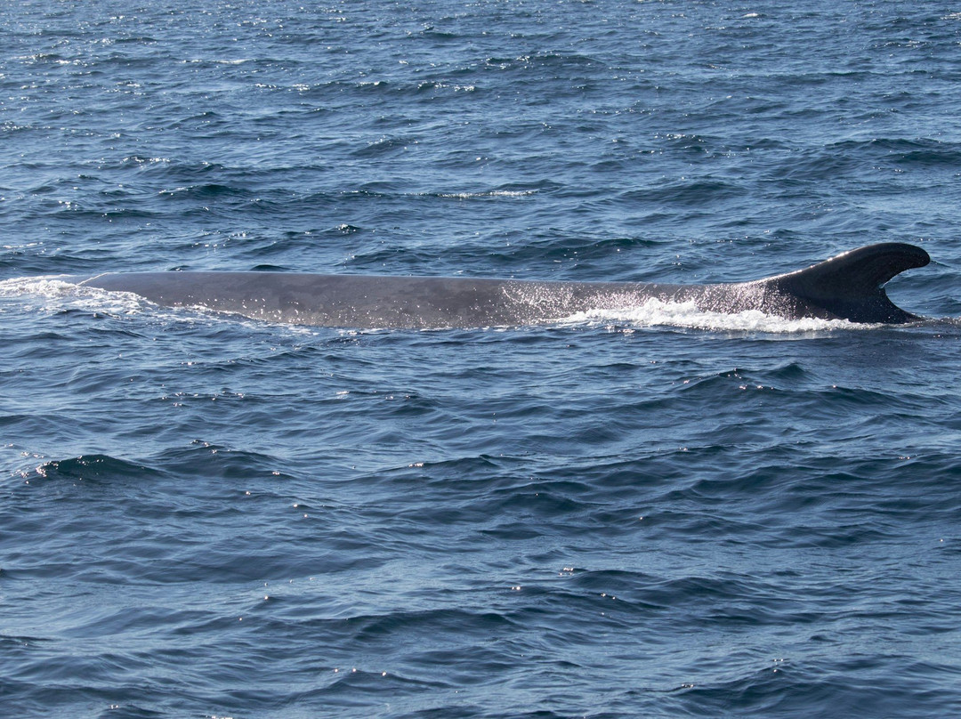 Atlantic Whale and Wildlife Tours景点图片