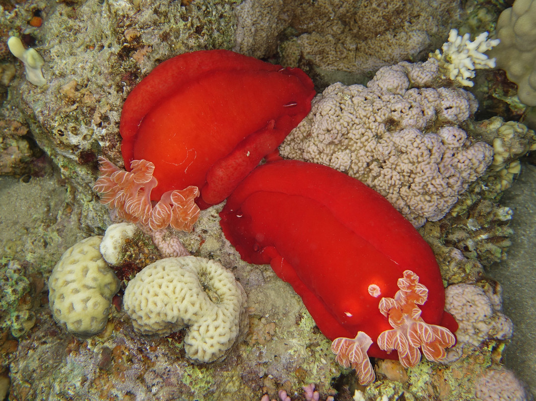 Sinai Divers Aqaba-亚喀巴必去景点