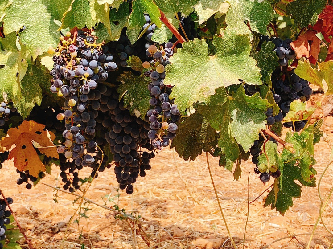 Chateau Kefraya-Kafraiya必去景点