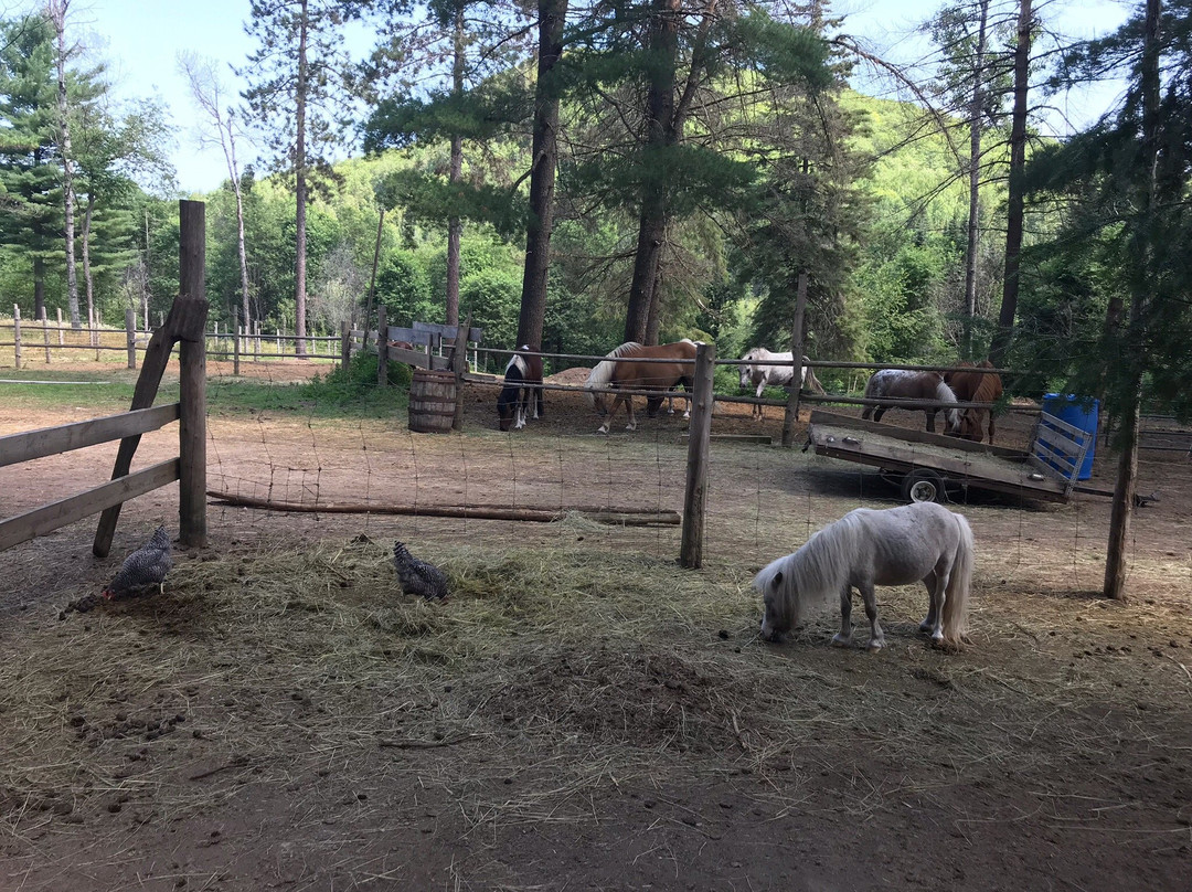 Mountain Creek Ranch-班克罗夫特必去景点