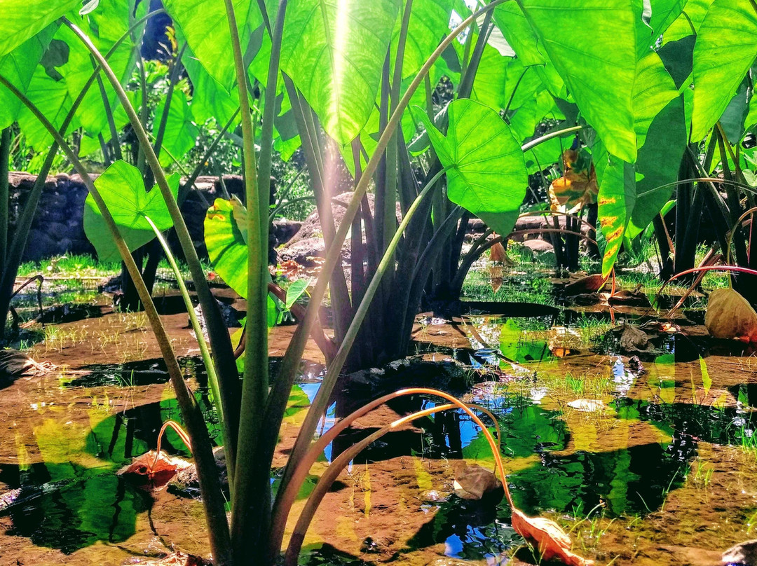 Halfway to Hana Tours-卡胡卢伊必去景点