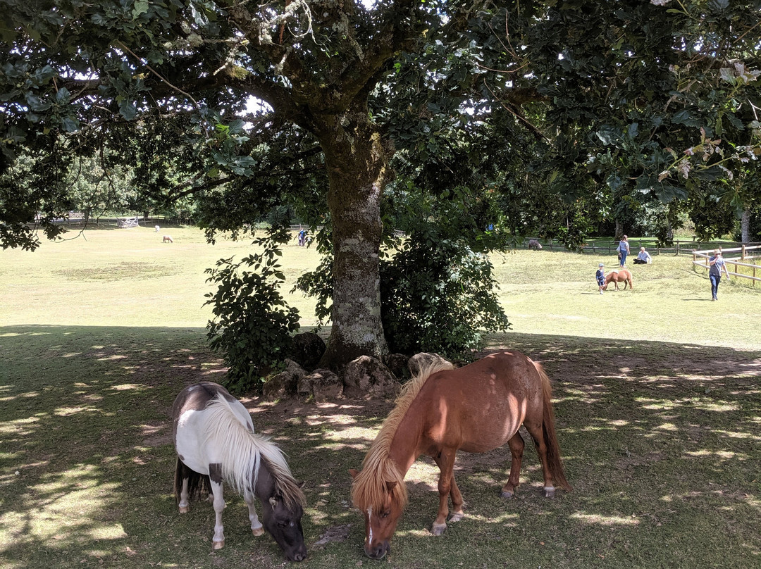 Miniature Pony Centre景点图片