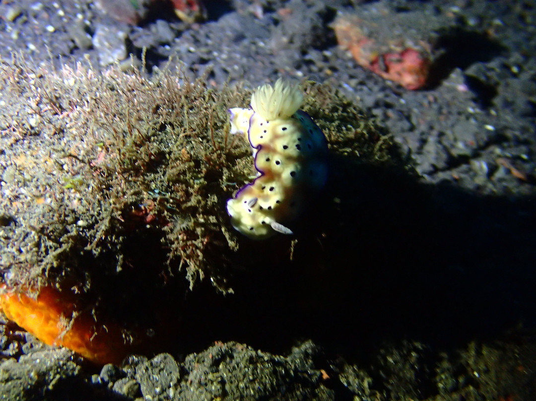 Suci Place-图兰本必去景点