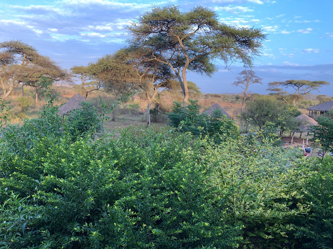 依考玛探险营地山林小屋主图