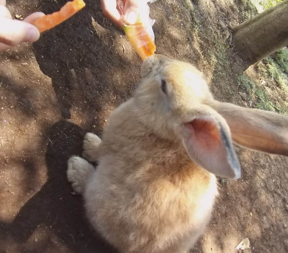 Rabbit Park景点图片