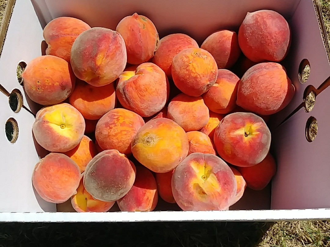 Wind Drift Orchards-Harrah必去景点