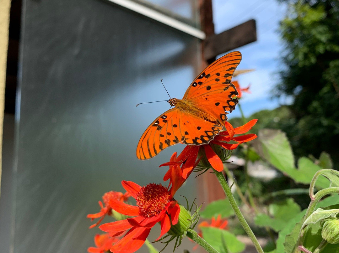 Pousada Orquídeas主图