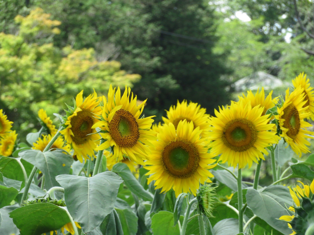 Akebonoyama Park-柏市必去景点