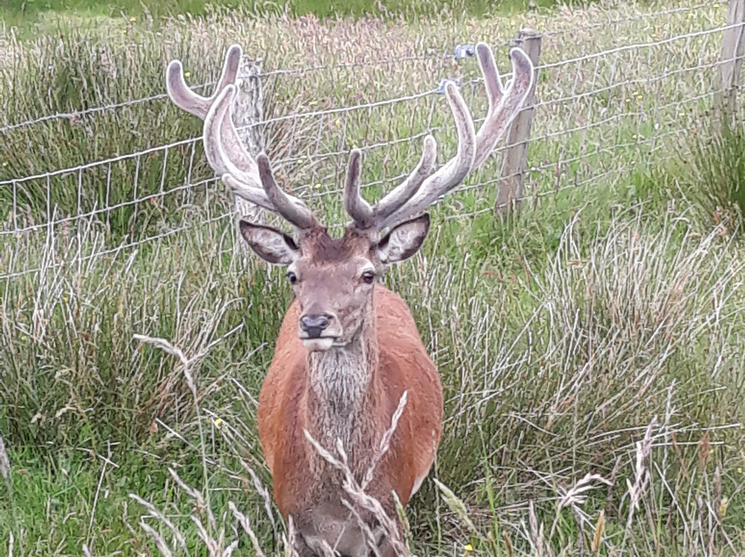 Western Isles Wildlife景点图片