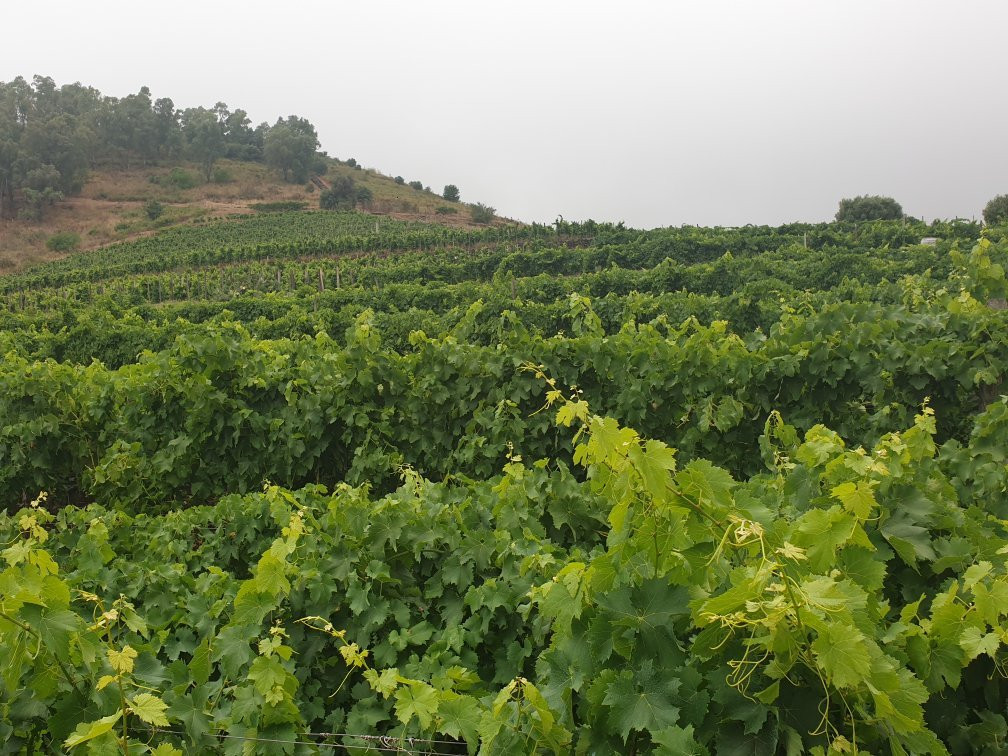 Benanti Winery景点图片