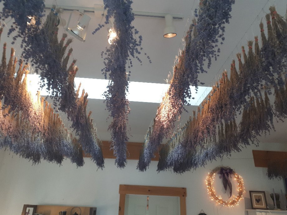 Apple Hill Lavender景点图片
