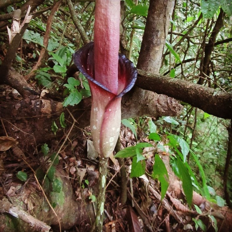 Sadar Wisata Guesthouse主图