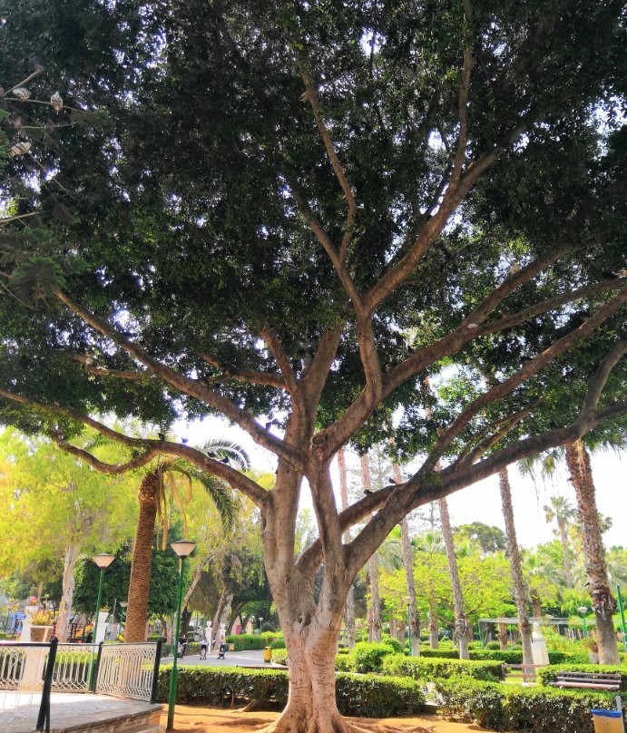 Limassol Municipal Gardens景点图片