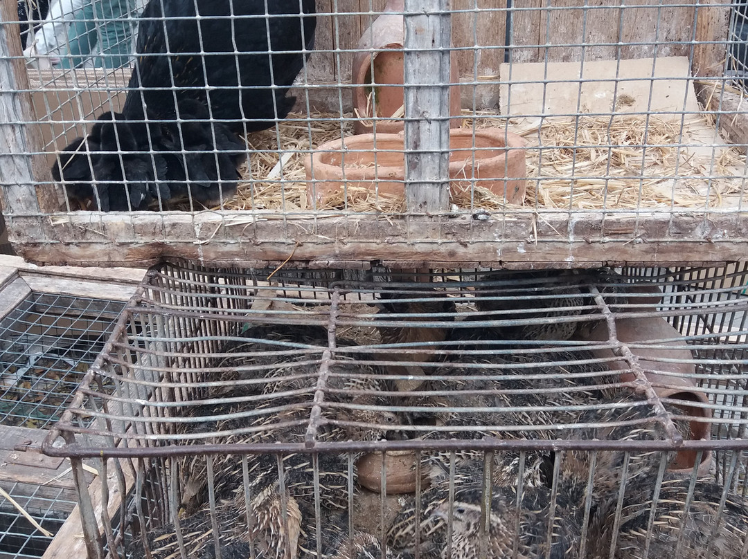 Ca Na Pereta-马纳科尔必去景点