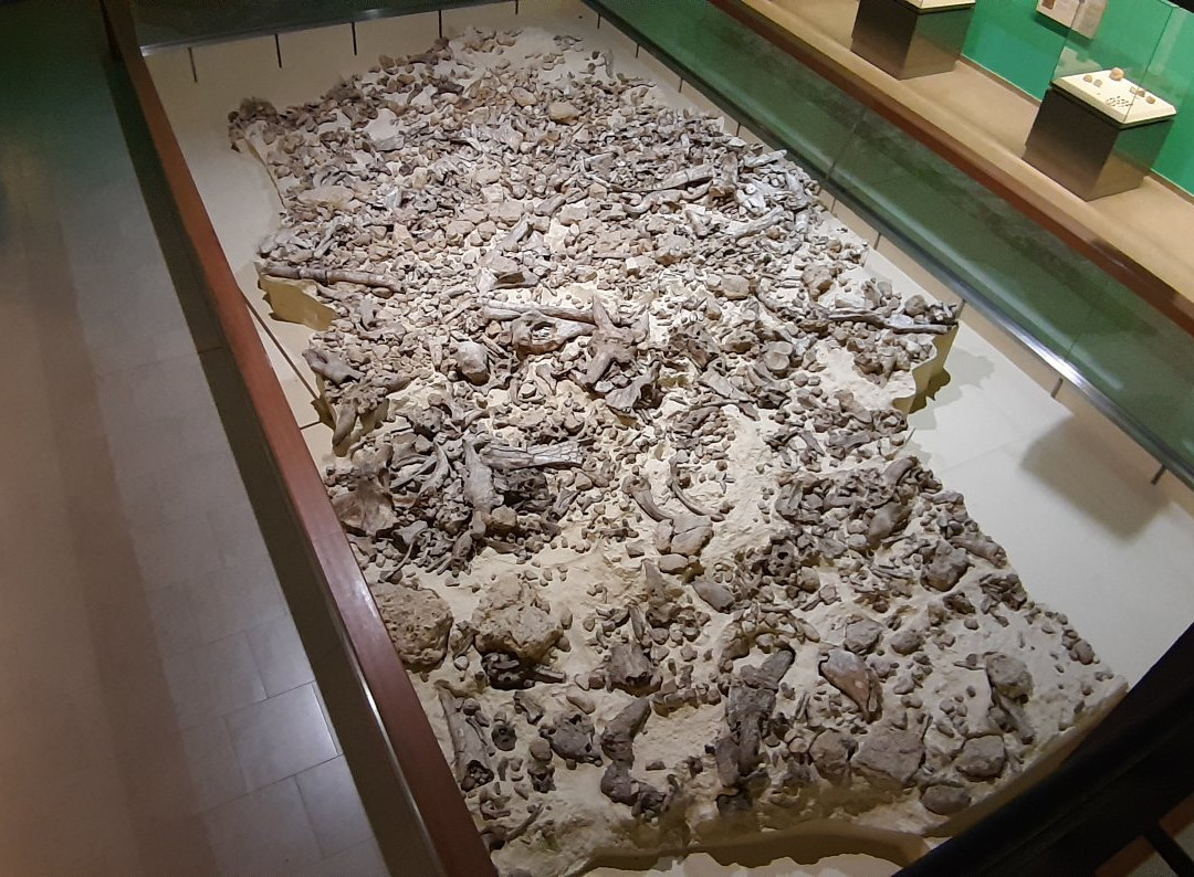 Museo Nazionale del Paleolitico-伊塞尔尼亚必去景点