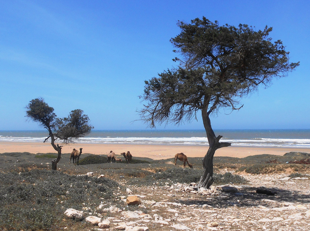 Plage de Sidi Kaouki景点图片