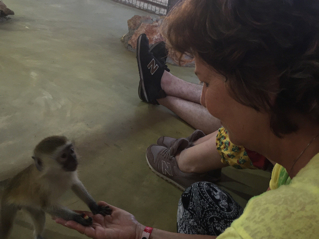 猎豹动物园-桑给巴尔岛必去景点