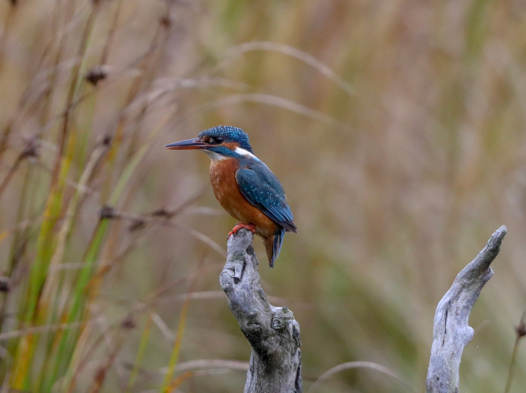 Montrose Basin Visitor Centre, Scottish Wildlife Trust景点图片