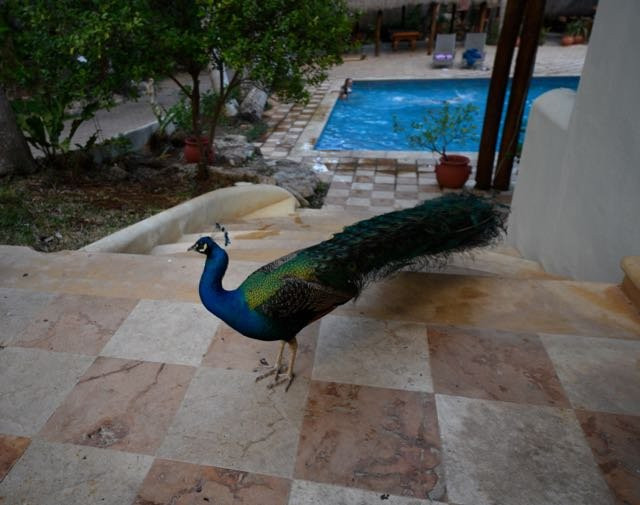 奇琴伊察旅馆主图