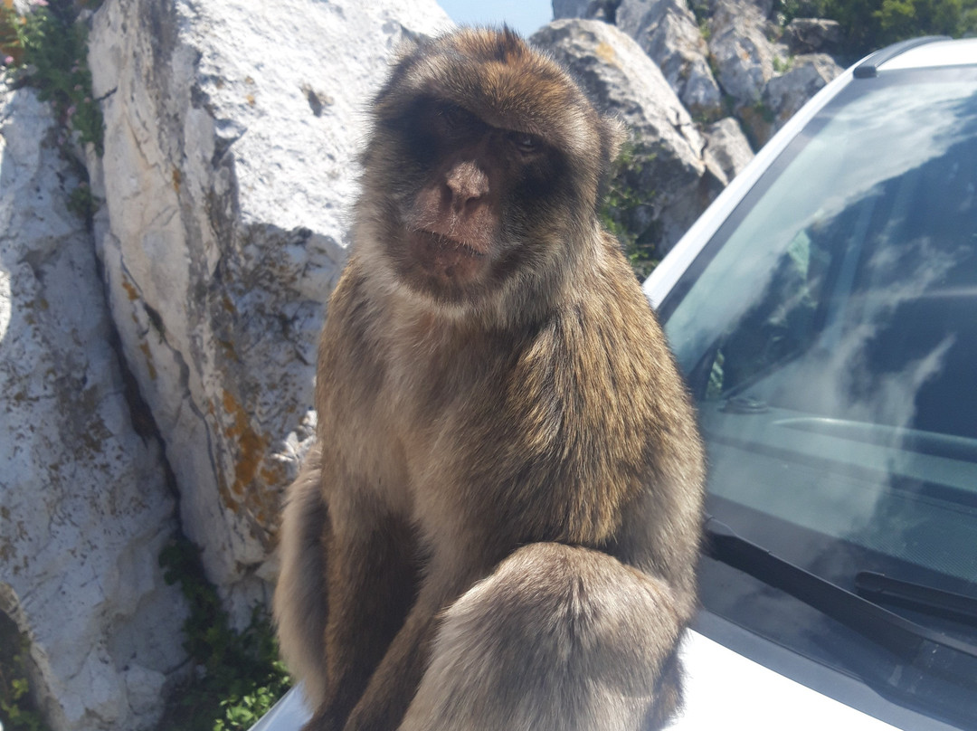 Gibraltar Sightseeing-Gibraltar Town必去景点
