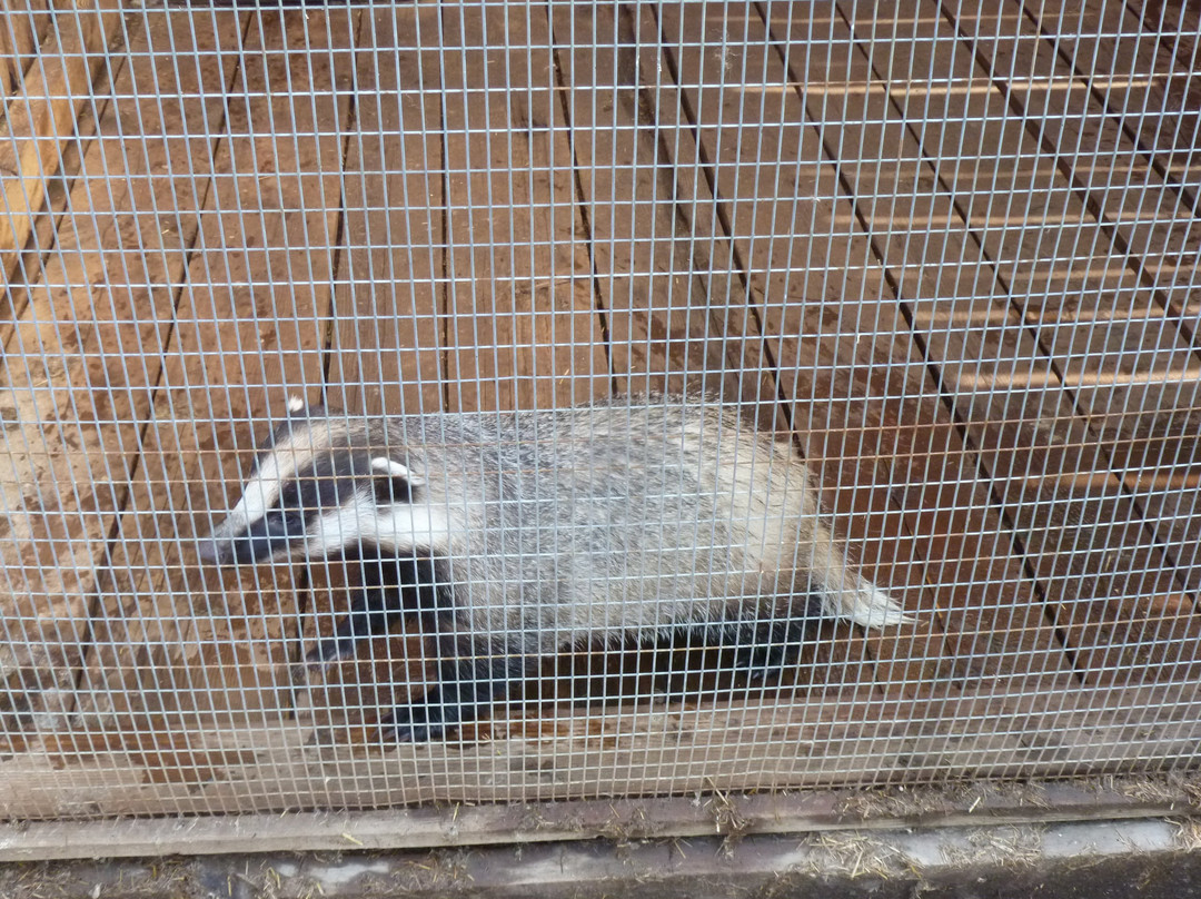 Zoo, baza otdykha Sosnoviy Bor-秋明必去景点