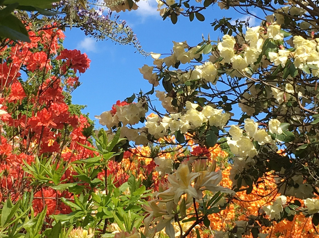 The American Garden景点图片