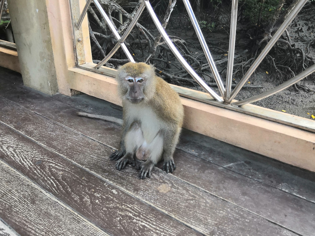 Langkawi Kayaking Adventure-兰卡威必去景点