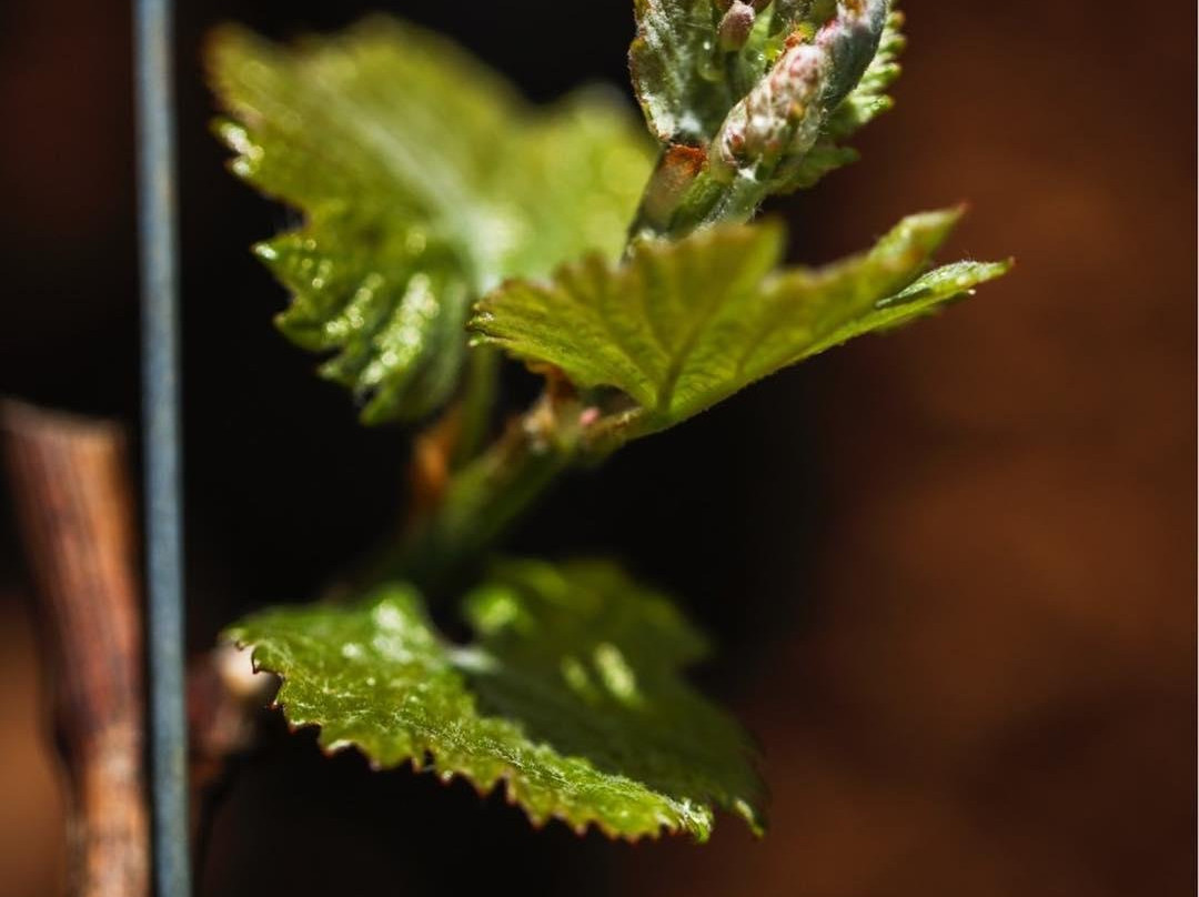 Domaine Emmanuel Giboulot景点图片