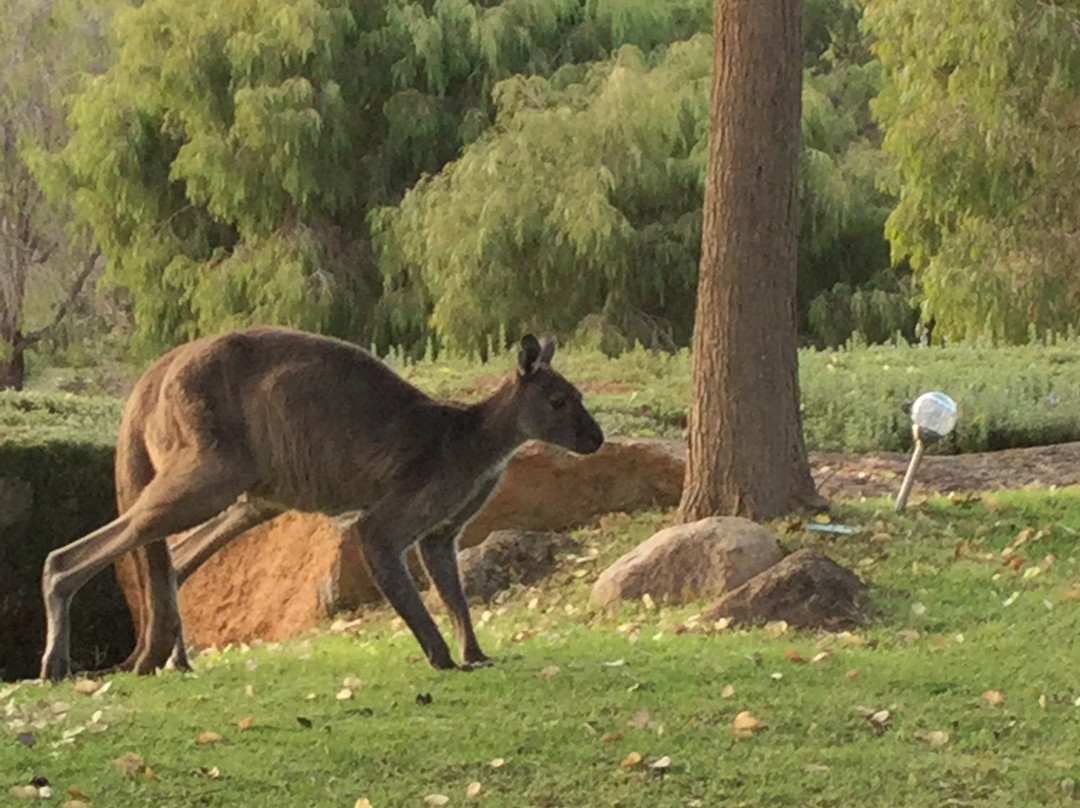 Petra Olive Oil Estate Dog-friendly Luxury Farmstay Accommodation主图