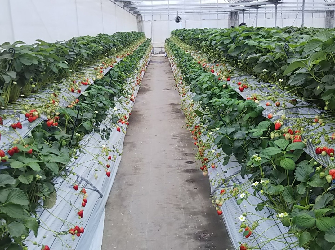 Sembiki Ichigo-越谷市必去景点