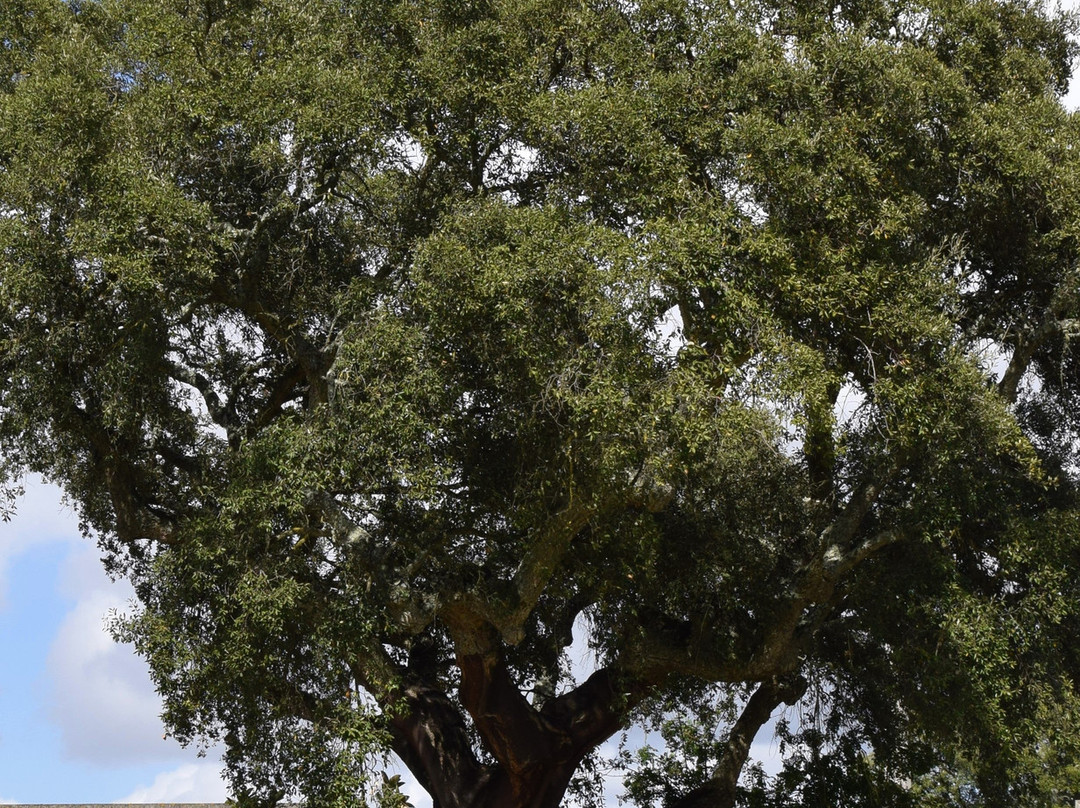 Quinta De Catralvos主图