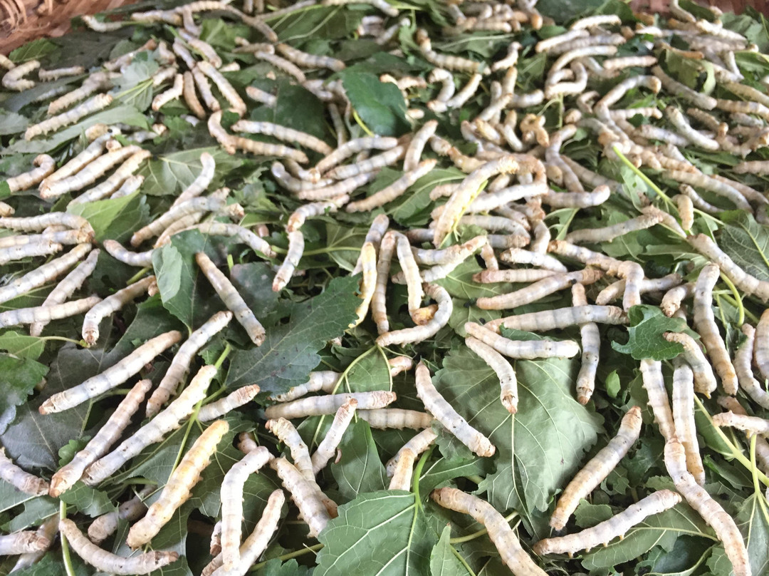 Amazing Cambodia Cruise & Tours-金边必去景点