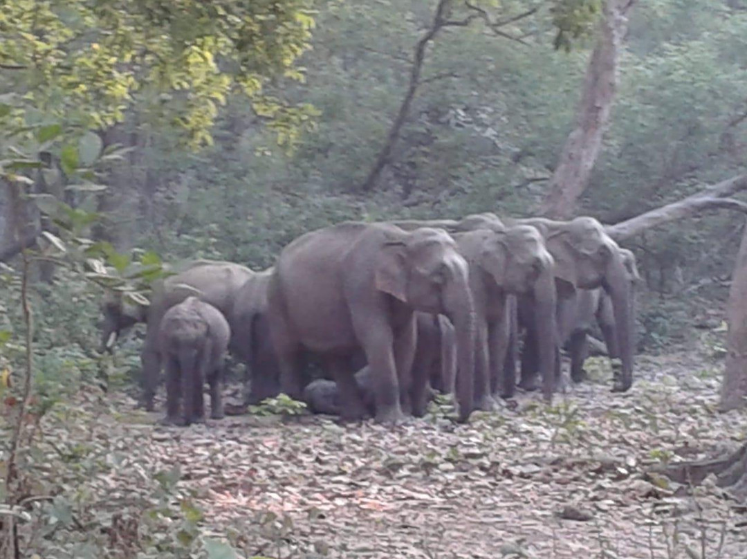 Jim Jungle Explore Safari-Dhikuli必去景点