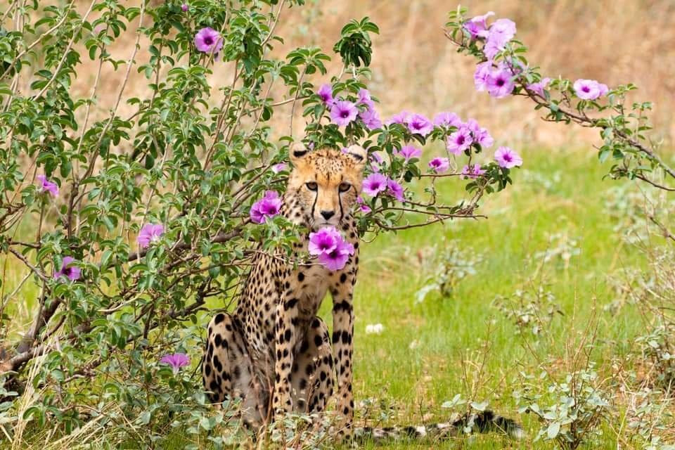 Oloip Safaris-内罗毕必去景点