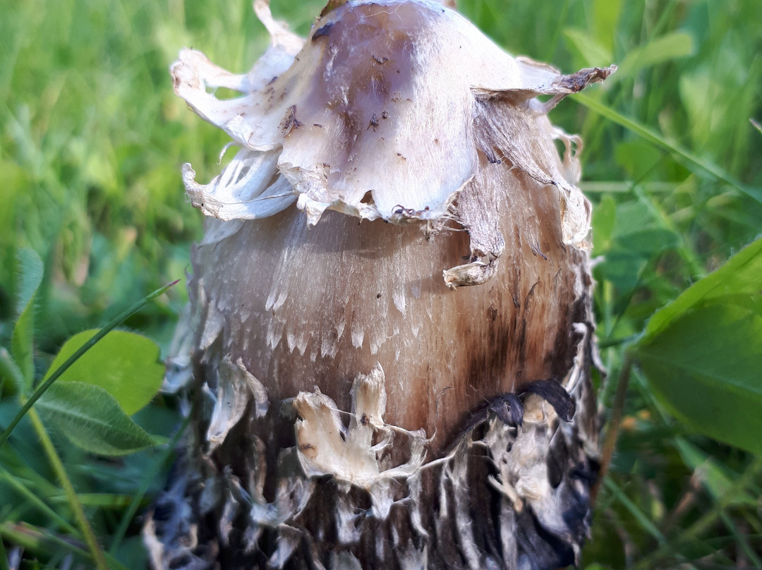 Hersey Lake Conservation Area-Timmins必去景点