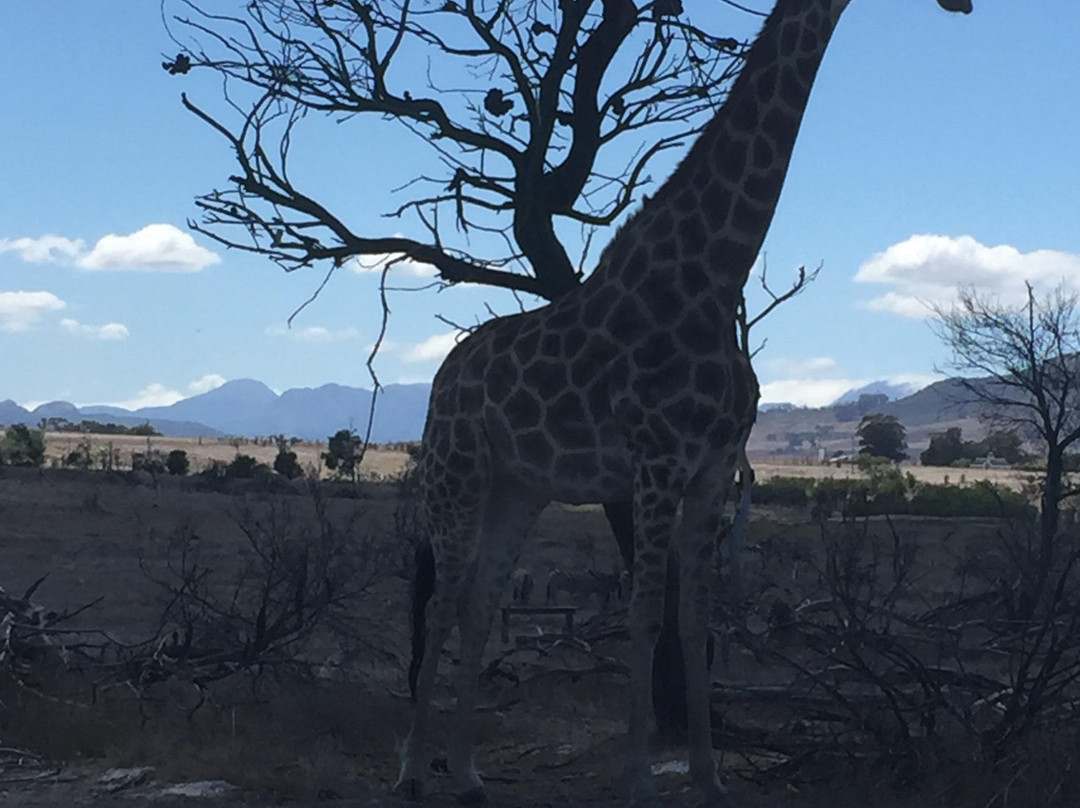 Picturesque Tours-Goodwood必去景点
