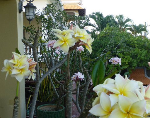 Daunkeo Guest House主图