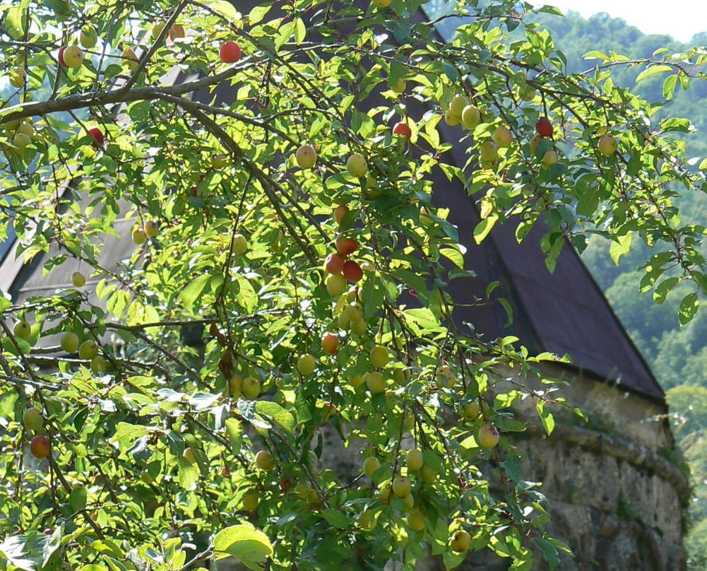 Haghartsin Monastery-Dilijan必去景点