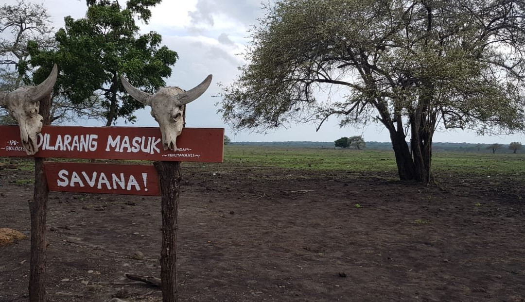 Savanna Field景点图片