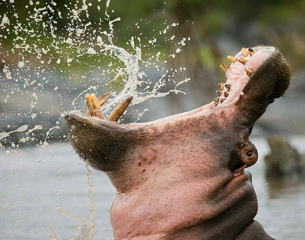 Lake Manyara-Lake Manyara National Park必去景点