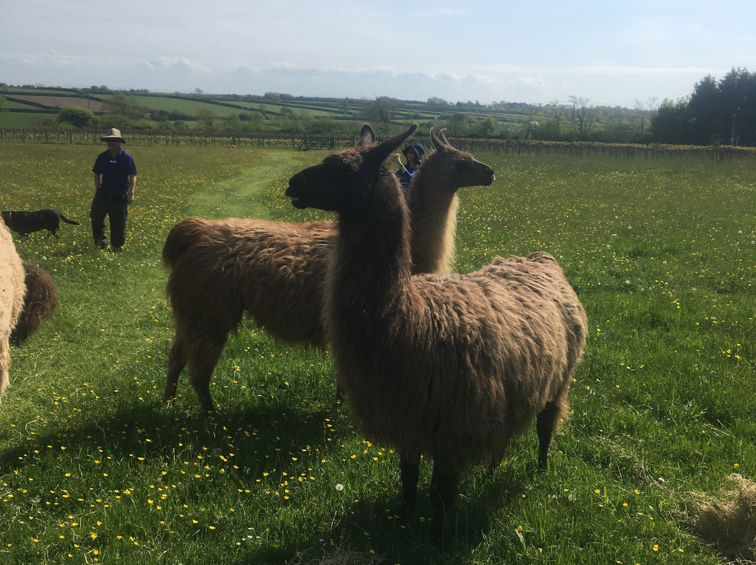 Glyndwr Vineyard主图