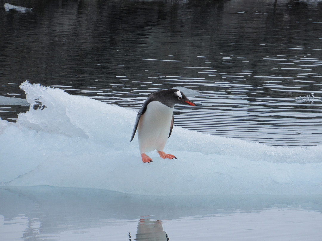 King George Island-King George Island必去景点
