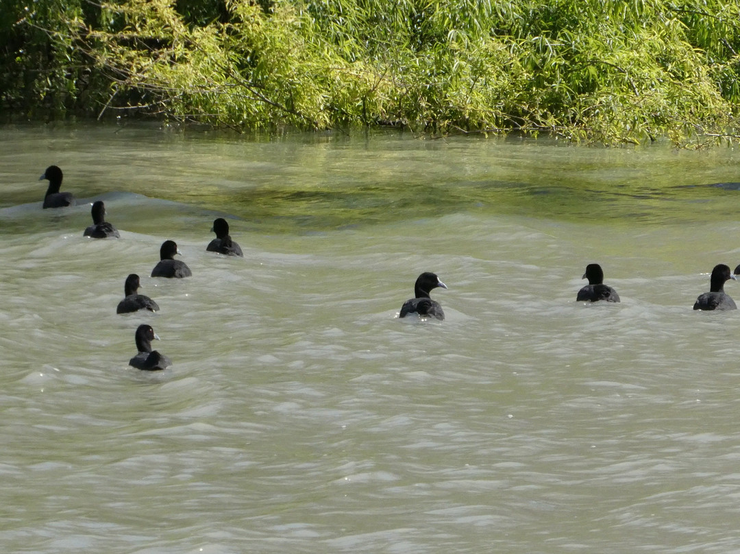 Unforgettable Houseboats-Mannum必去景点