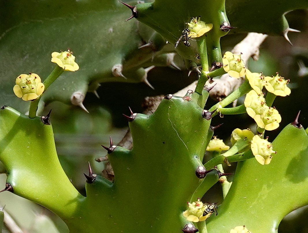 Paco's Reserva De Flora & Fauna-马萨特兰必去景点