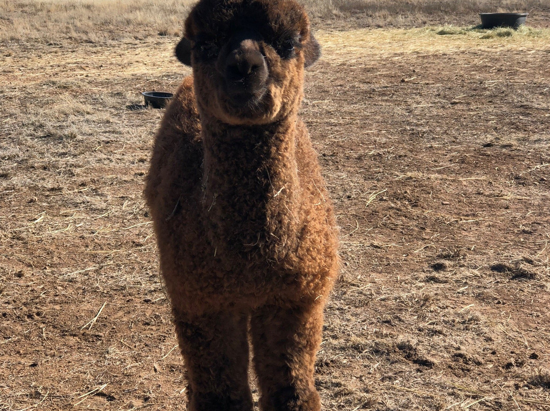 Plum Creek Alpacas-Bradfordsville必去景点